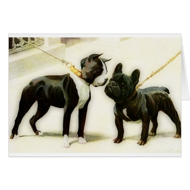 BOULEDOGUE DE BOSTON TERRIER&FRENCH (Devant horizontal)