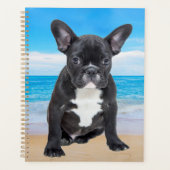 Bouledogue Français Assis Sur La Plage (Devant)