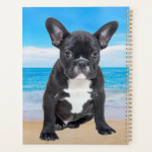 Bouledogue Français Assis Sur La Plage (Dos)