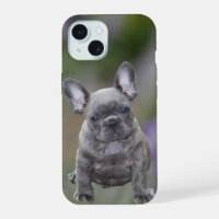 Bouledogue français chiot mignon French Bulldog