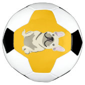 Bouledogue Français crème (Tourné)