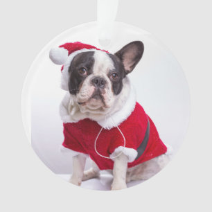 Bouledogue français dans le costume de Père Noë