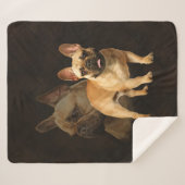 Bouledogue français - Frenchie - plaid Brown (Devant (Horizontal))