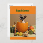 Bouledogue français Halloween carte postale de fêt (Devant / Derrière)