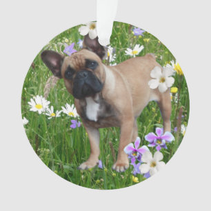 Bouledogue français Happy Day Bouledogue Français