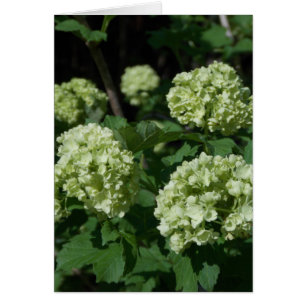 Boules de neige de ressort