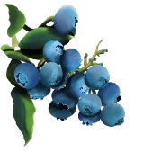 Bouncing Blueberry Merci notes