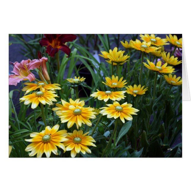 Bouquet de marché, Sieze the Daisies (Devant horizontal)