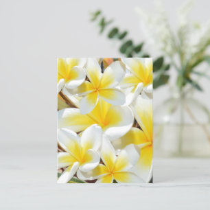 Bouquet Frangipani, Carte postale