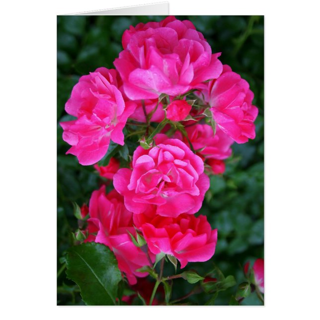 Bouquet rose chaud (Devant)