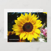 Bouquet Sunflower & Friends - Carte postale (Devant / Derrière)