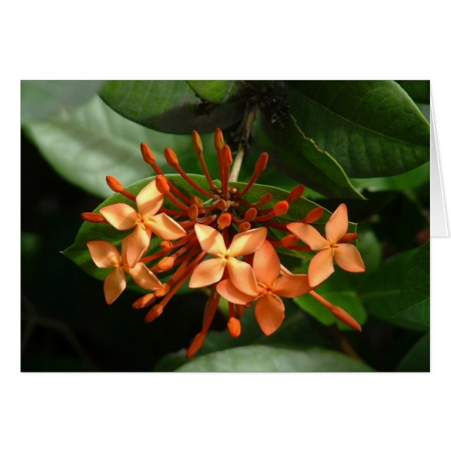Bouquet van Ixora (Voorkant Horizontaal)