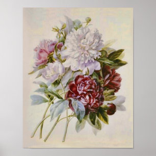 Bouquet van Peonies van Pierre Redoute Poster