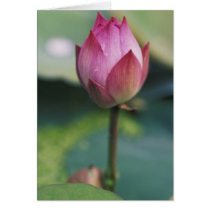 Bourgeon de fleur de lotus, Hangzhou, province de