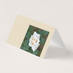 bourgeon de rose blanche