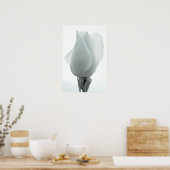 Bourgeon de rose blanche ... affiche (Cuisine)