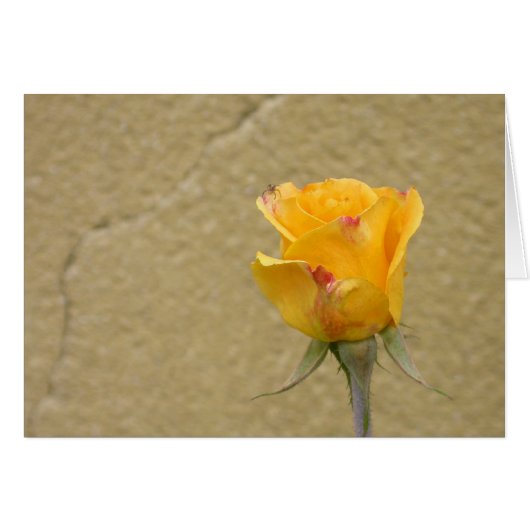 Bourgeon de rose jaune (Devant horizontal)