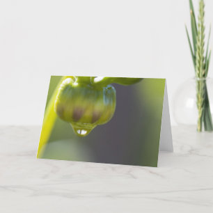 Bourgeon et carte de voeux de baisse