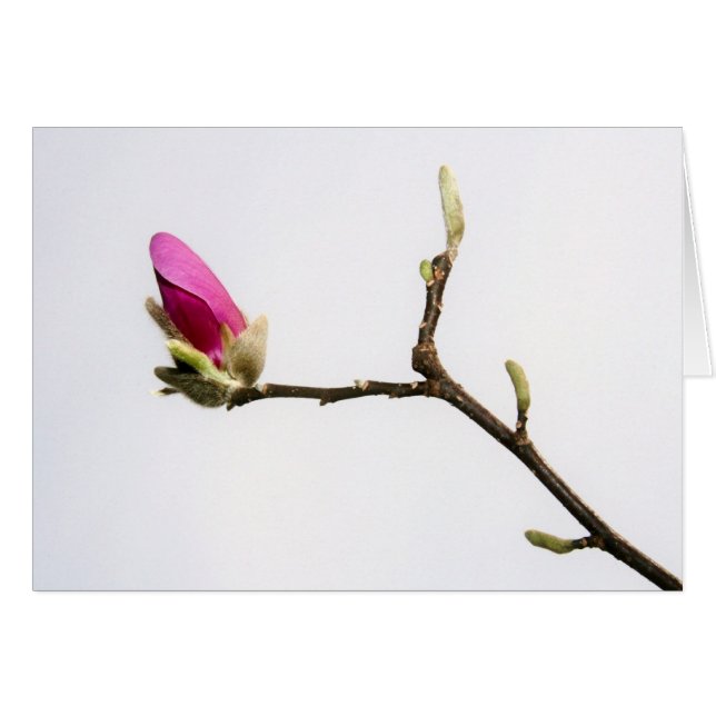 "bourgeon magnolia" de Larry Coressel (Devant horizontal)