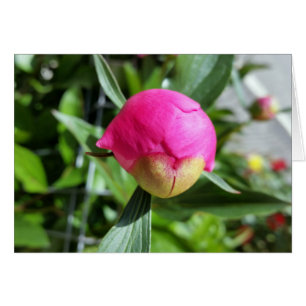 bourgeon rose profond