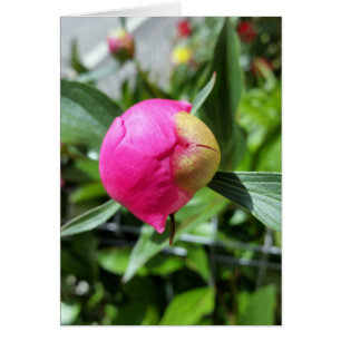 bourgeon rose profond