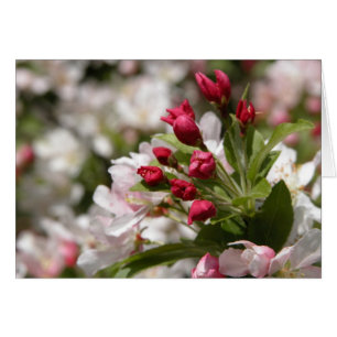 Bourgeons de Crabapple