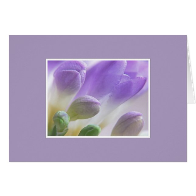 Bourgeons de freesia (Devant horizontal)