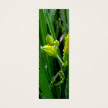 bourgeons de lys de printemps verts frais avec des