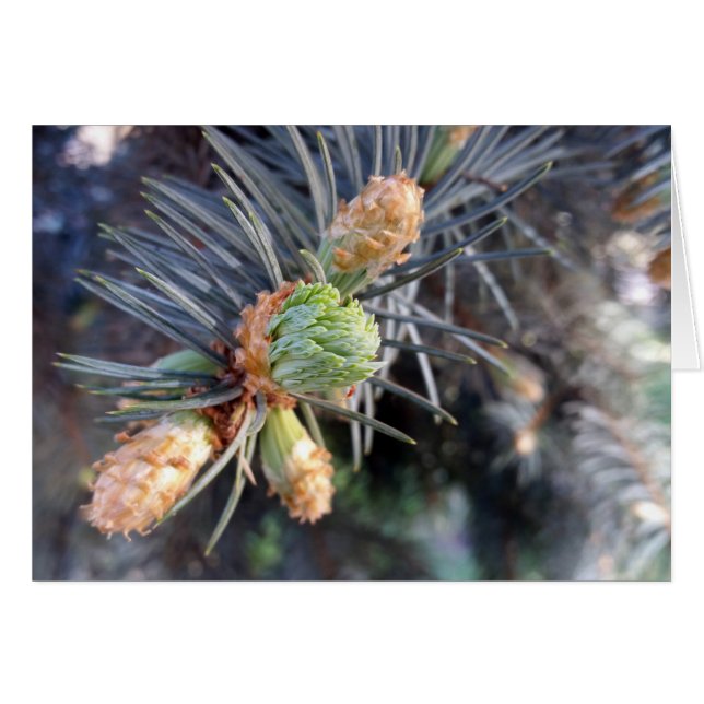 bourgeons de sapin de printemps (Devant horizontal)