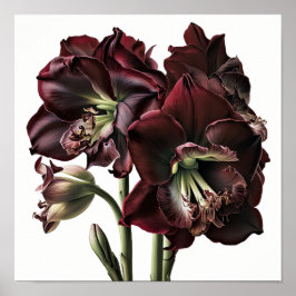 Bourgogne Amaryllis Bloemenkunst Print Poster