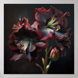 Bourgogne Amaryllis Bloemenkunst Print Poster