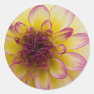 Bourgogne, Geel & Wit Dahlia Ronde Sticker