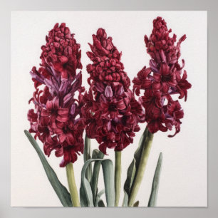 Bourgogne Hyacint Bloemenkunst Print Poster