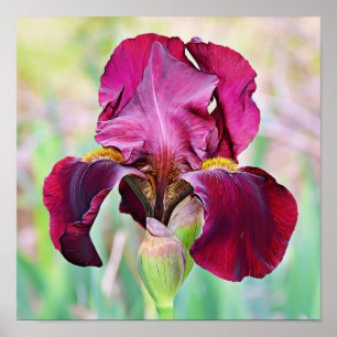 Bourgogne Magenta Roze Iris Bloem Poster