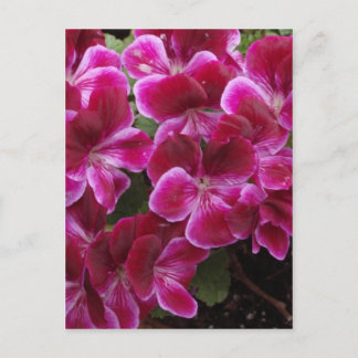 Bourgondische Geranium Briefkaart