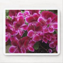 Bourgondische Geranium