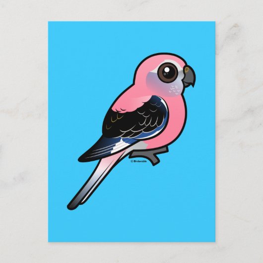Bourke's parkiet briefkaart (Voorkant)