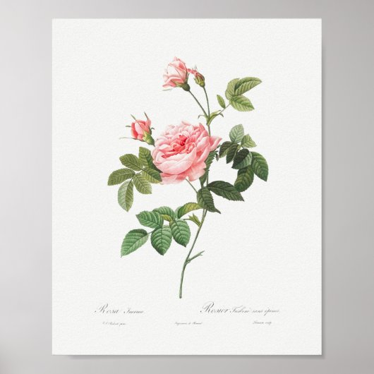 Boursault Roos  Floral Pink Rose Poster (Voorkant)