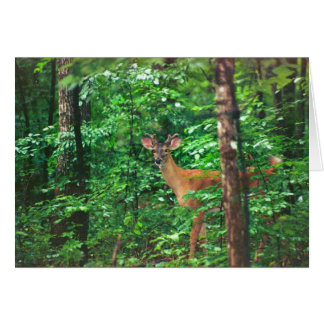 "Bourse Sur Le Chemin"