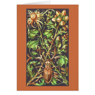 Bousier à cornes en Brown