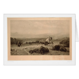 Bout de Buffalo Bierstadt (0137A) - non restauré