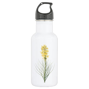 Bouteille D'eau asphodel jaune (Asphodelus luteus) par Redouté