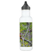 Bouteille D'eau Baltimore Oriole (Droite)