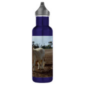 Bouteille D'eau Bétail sur la perte : Highland Cows Blé Heist (Droite)