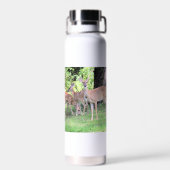 Bouteille D'eau Cerf (Arrière)