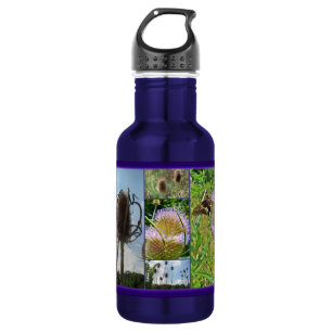 Bouteille D'eau Chardon de leville - Dipsacus fullonum