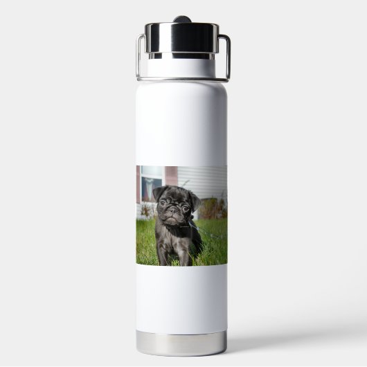 Bouteille D'eau Chiot de Carlin noir (Arrière)