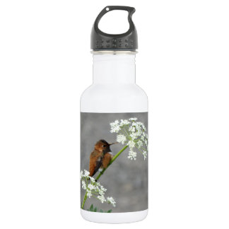 Bouteille D'eau Colibri sur la fleur de dentelle de la reine Ann