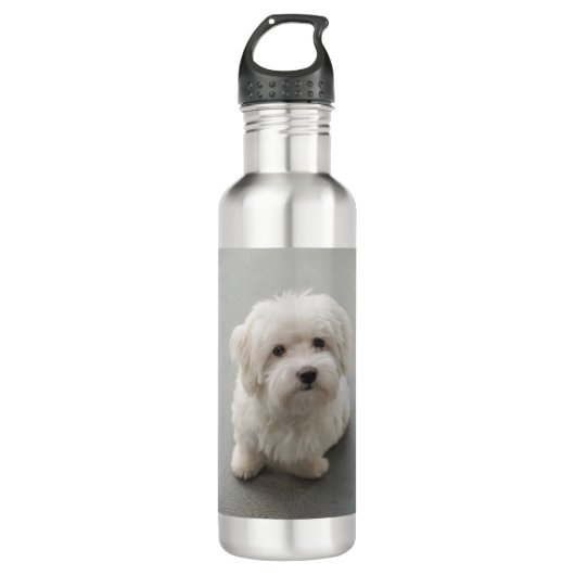 Bouteille D'eau Coton de Tulear Puppy de Maisie (Devant)