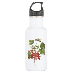Bouteille D'eau currant rouge (Ribes rubrum) par Redouté